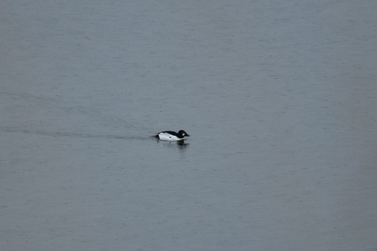 Common Goldeneye - ML614351872