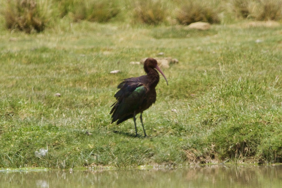 ibis andský - ML614351873