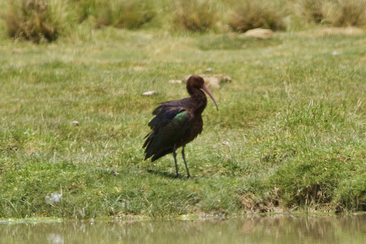 Puna Ibis - ML614351873