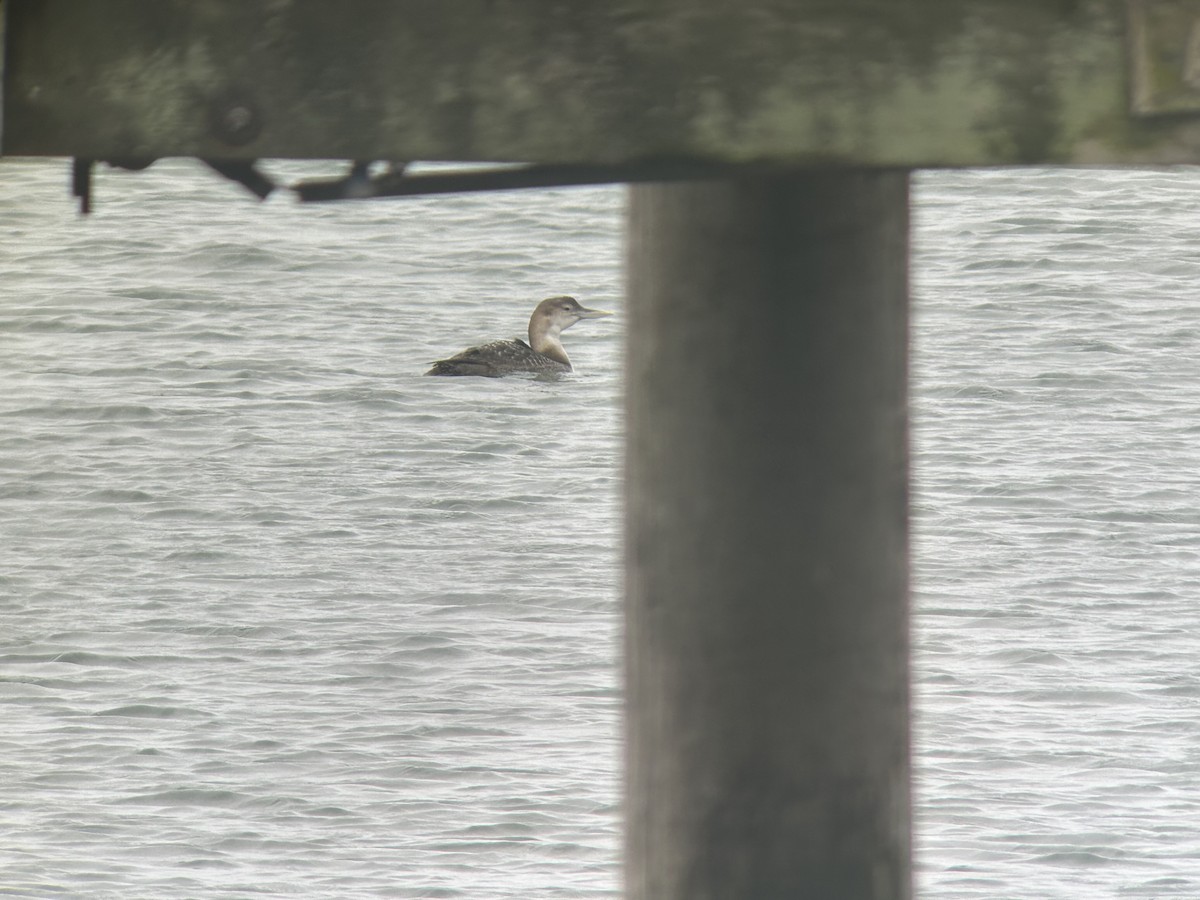 Yellow-billed Loon - ML614351876