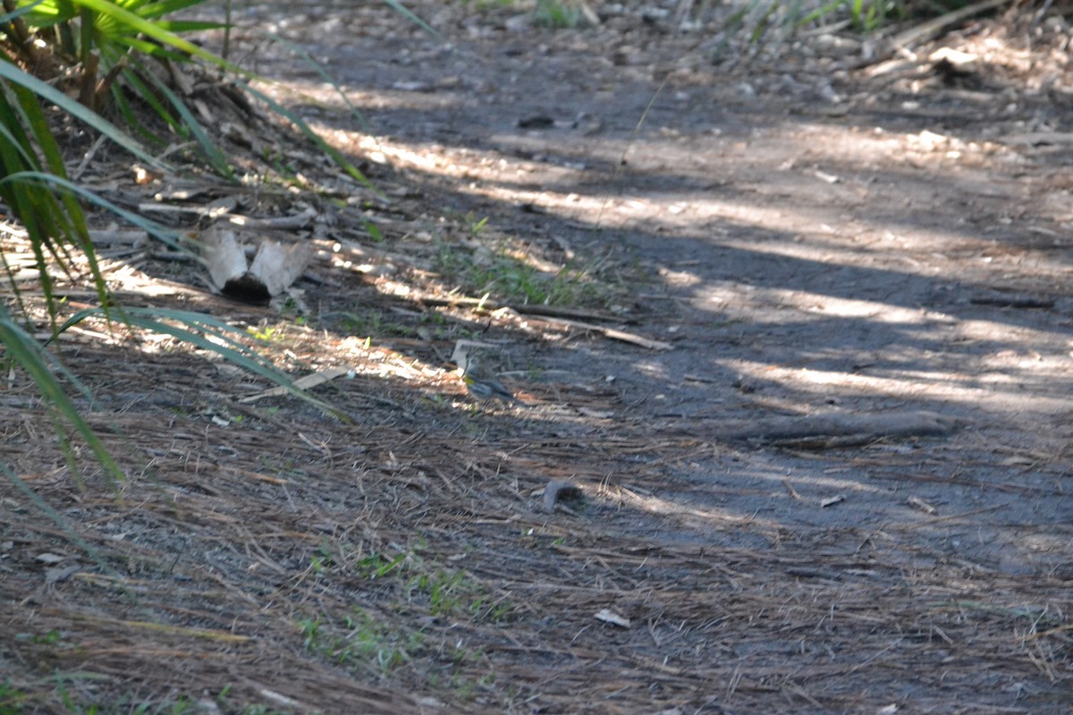 Yellow-rumped Warbler - ML614351884