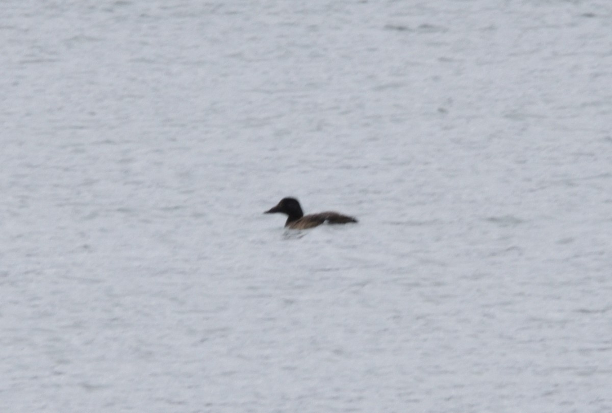 Common Loon - ML614351917