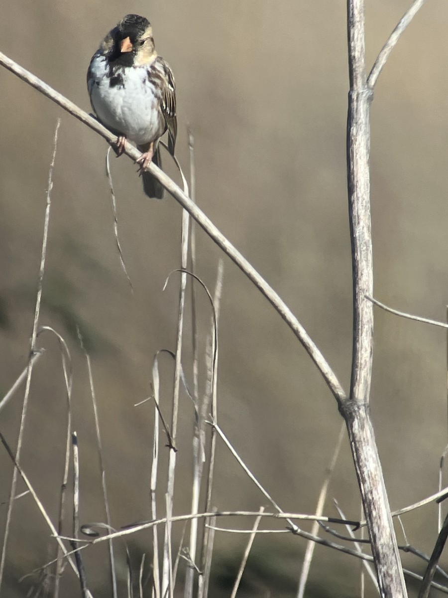 Harris's Sparrow - ML614351997