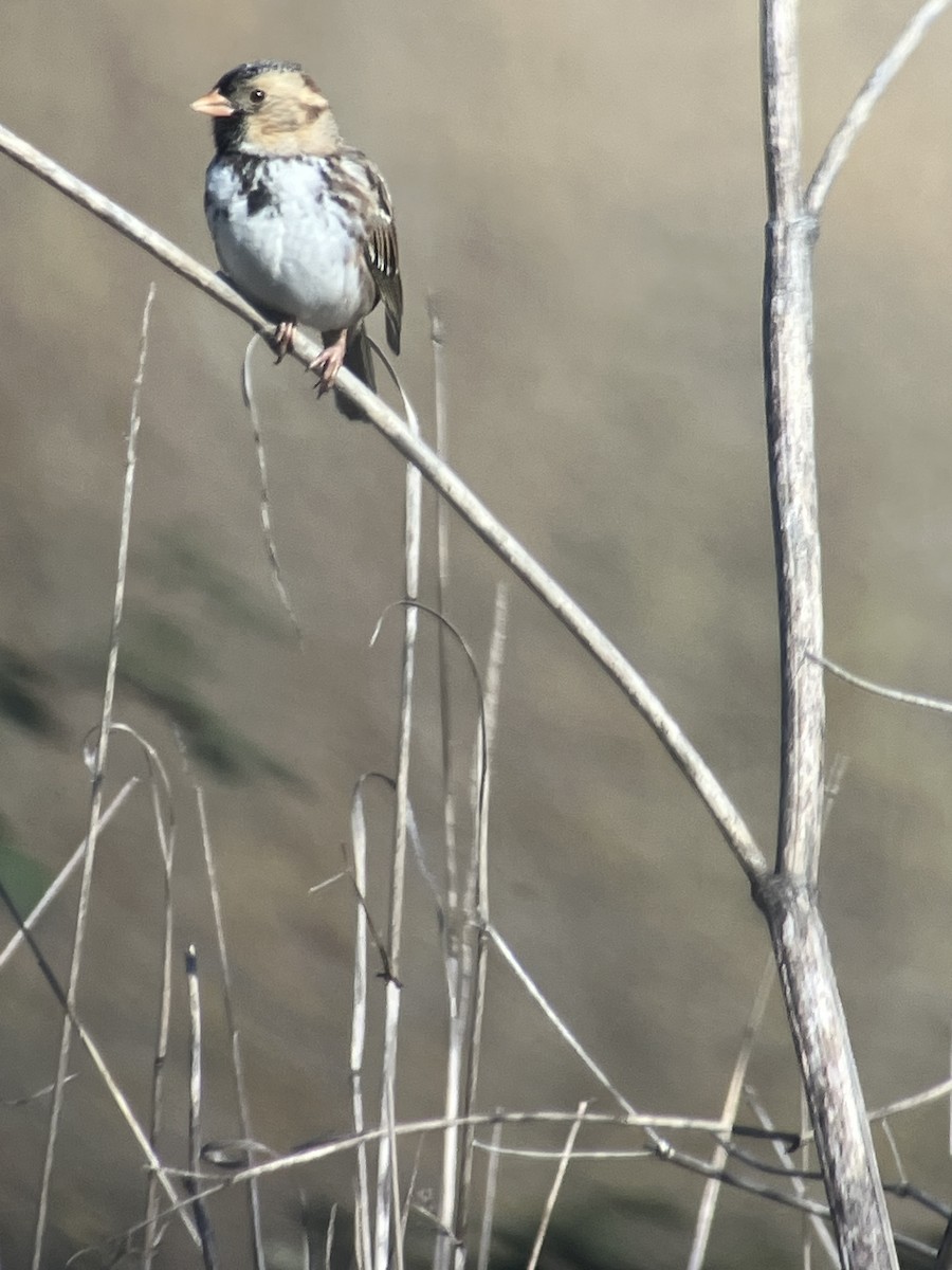 Harris's Sparrow - ML614351998