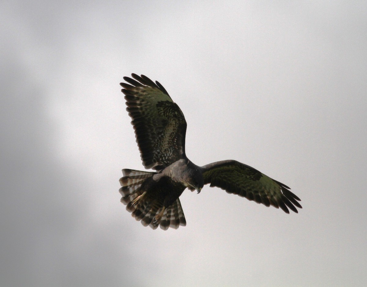 Common Buzzard (Azores) - ML614352013