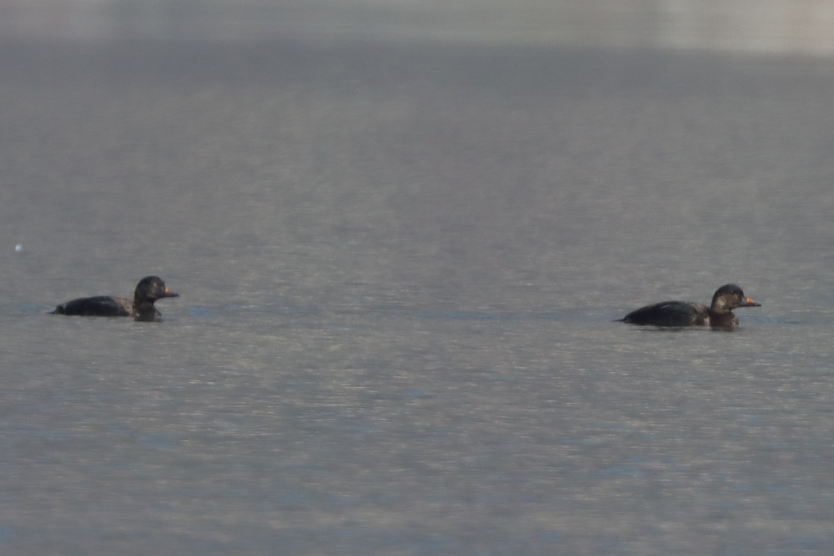 Common Scoter - ML614352031