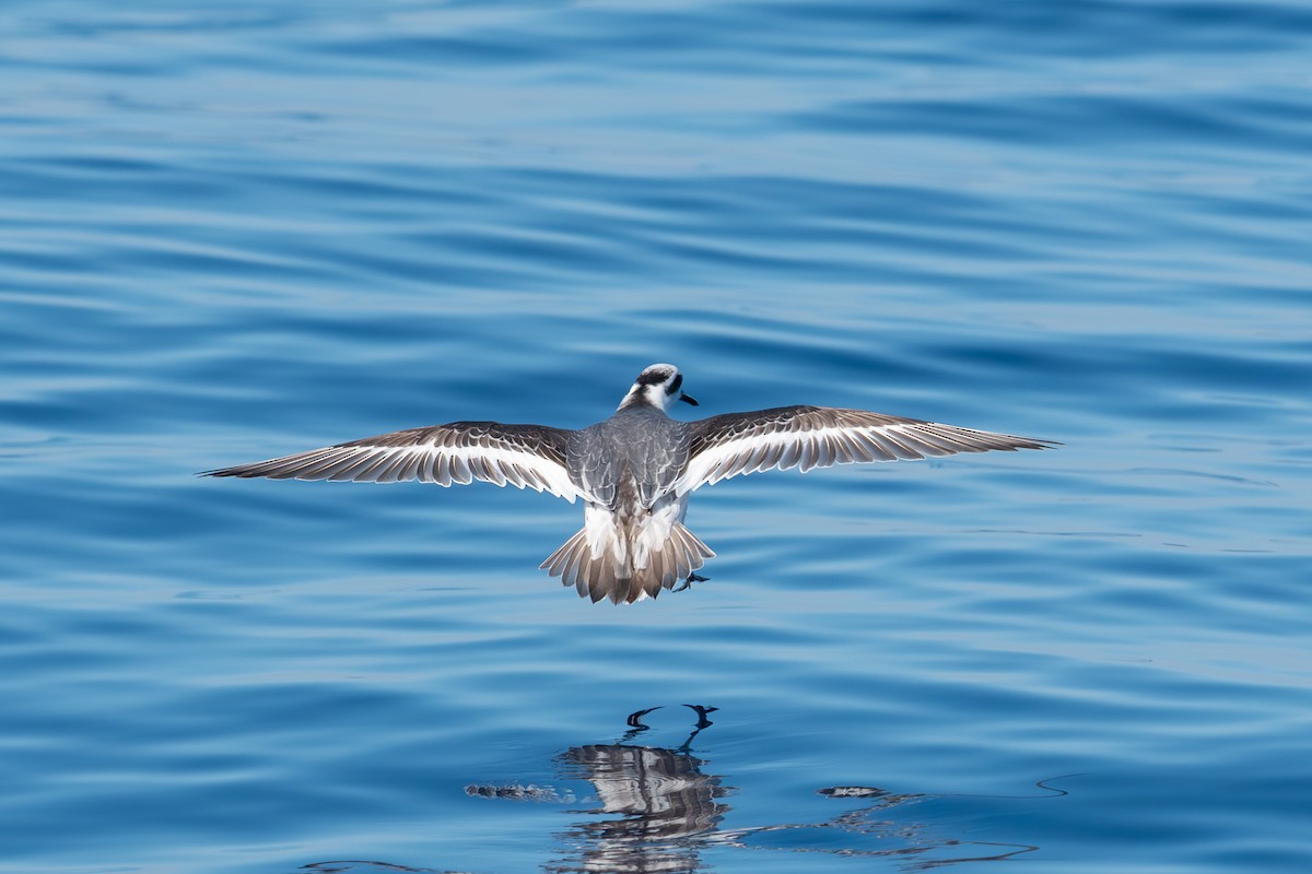 Red Phalarope - ML614352151