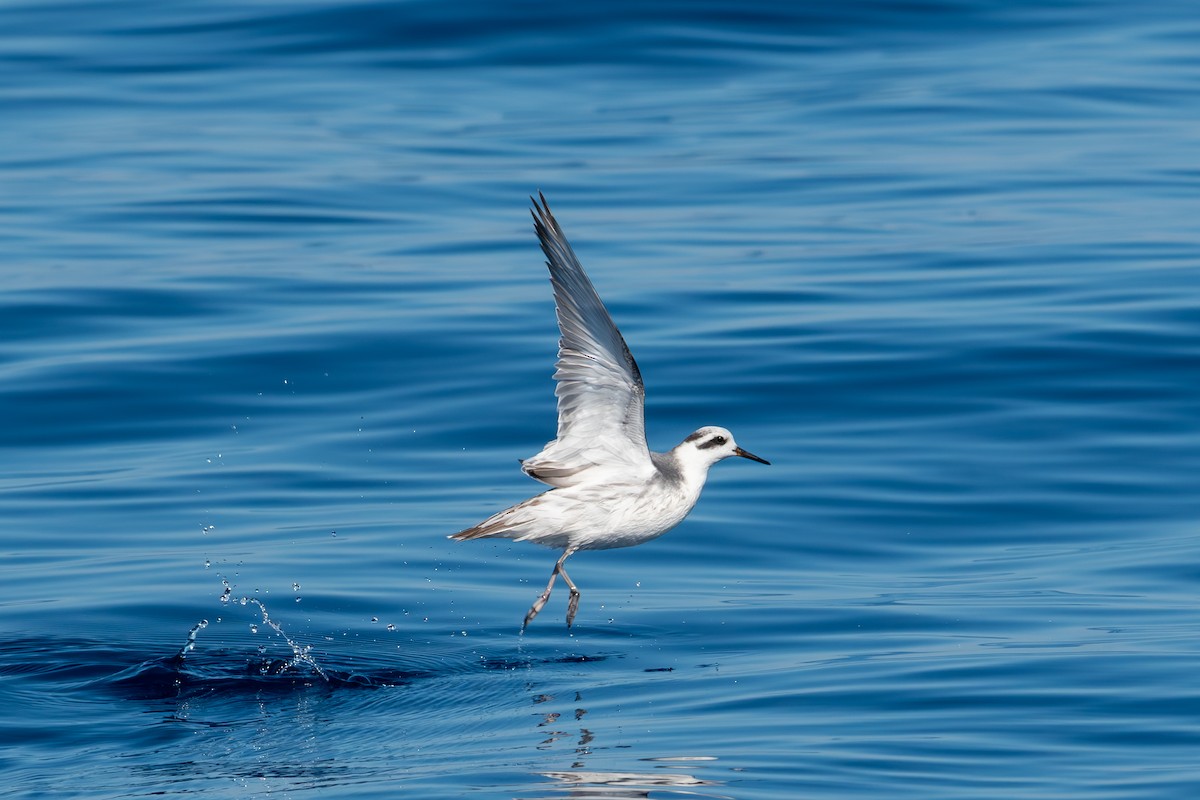 Red Phalarope - Kyle Matera