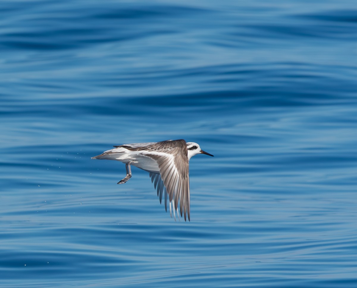 Red Phalarope - ML614352153