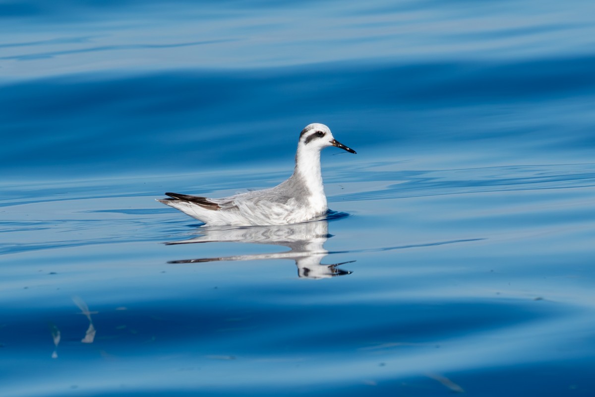 Red Phalarope - ML614352154