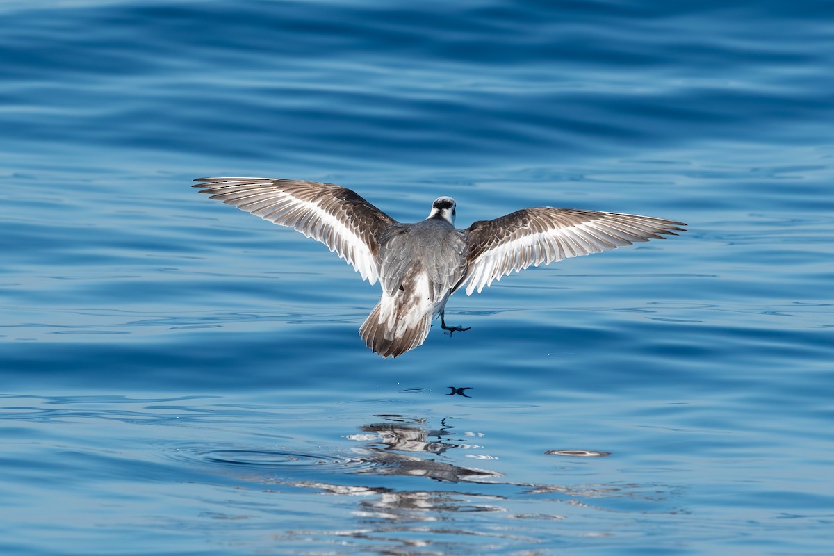 Red Phalarope - ML614352155