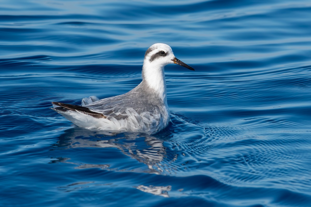 Red Phalarope - ML614352157