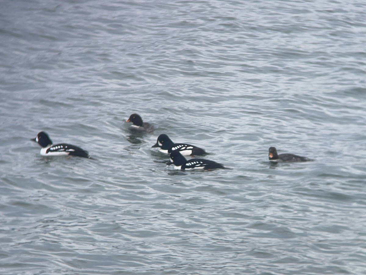 Barrow's Goldeneye - ML614352167