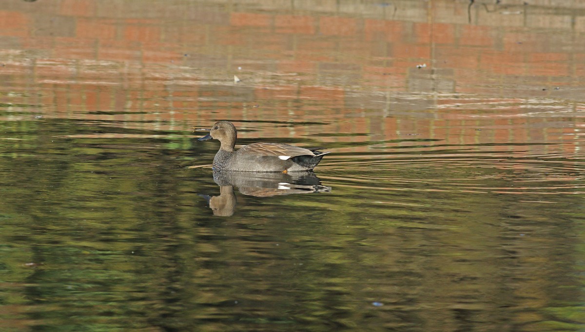 Gadwall - ML614352195