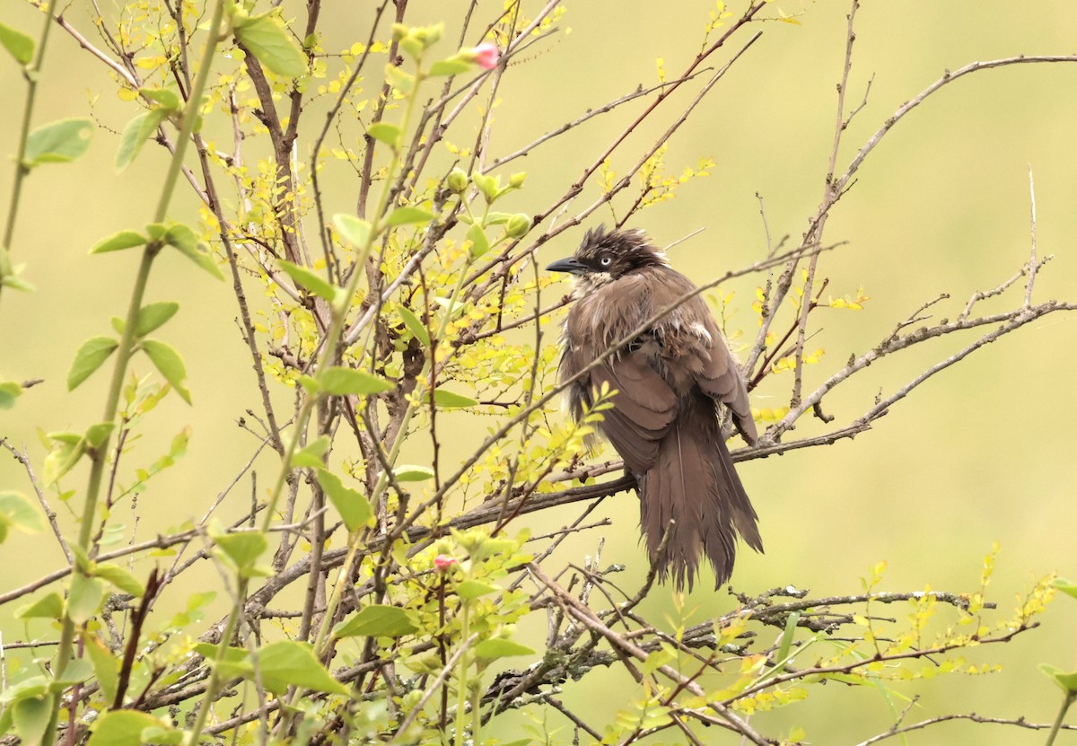 Northern Pied-Babbler - ML614352245