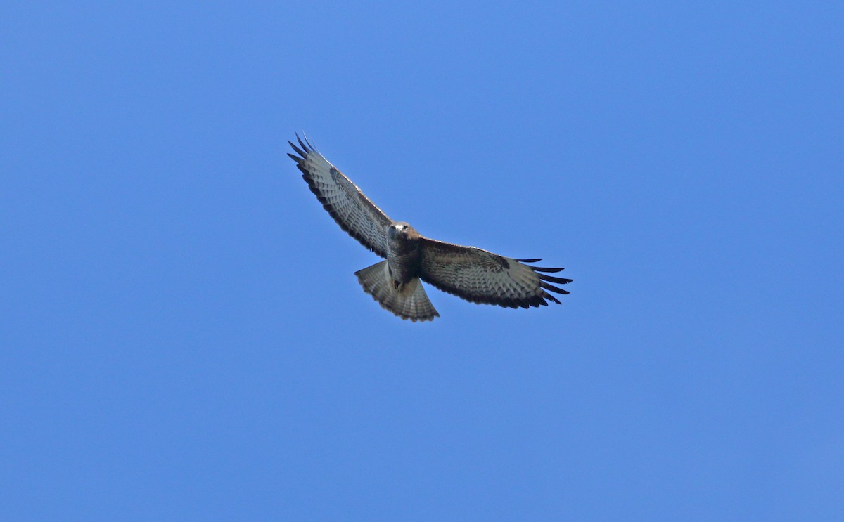 Common Buzzard - ML614352286