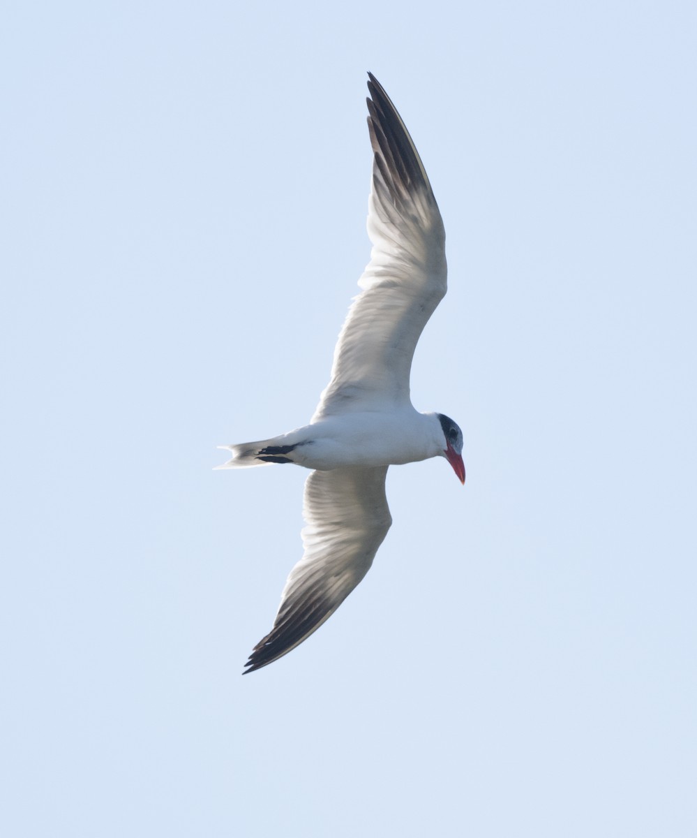 Royal Tern - ML614352299