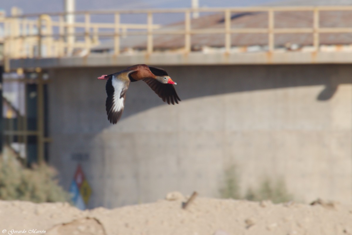 Black-bellied Whistling-Duck - ML61435241