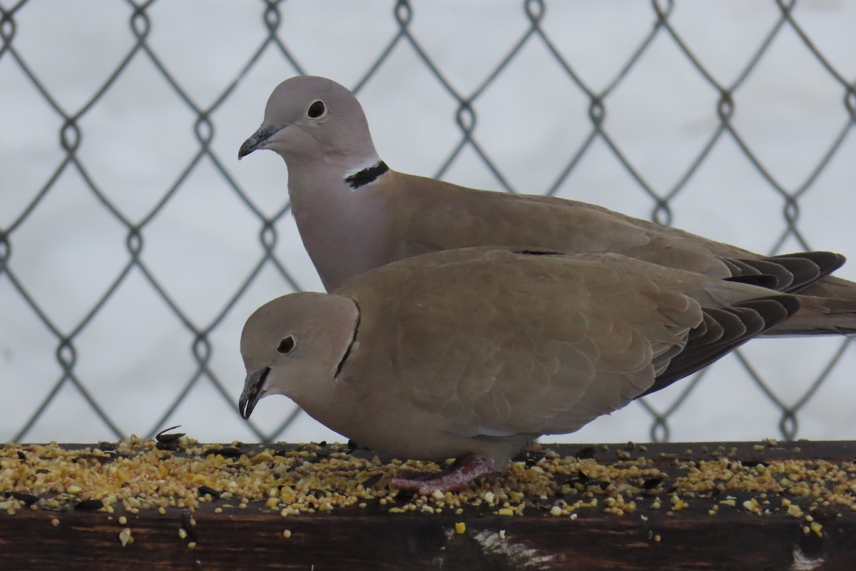 Eurasian Collared-Dove - ML614352515