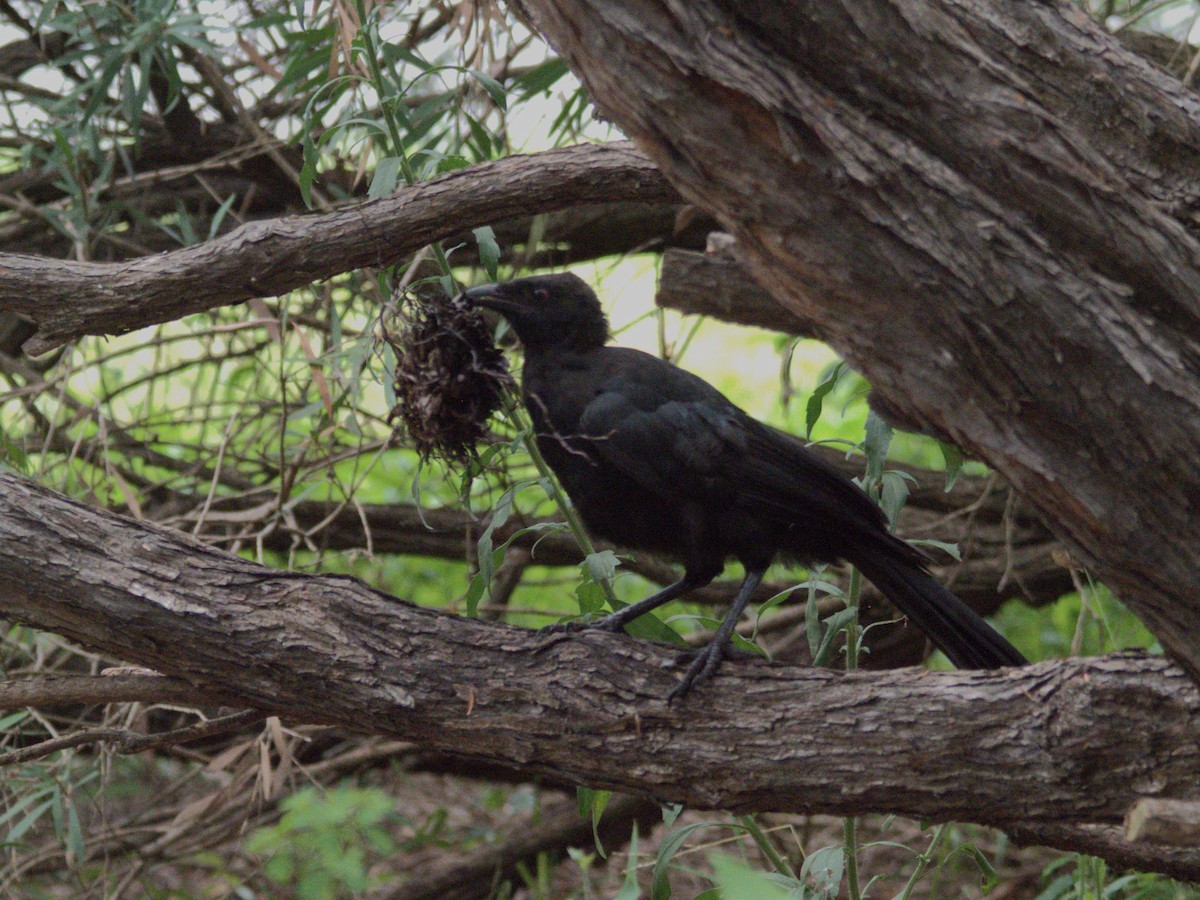 White-winged Chough - ML614352520