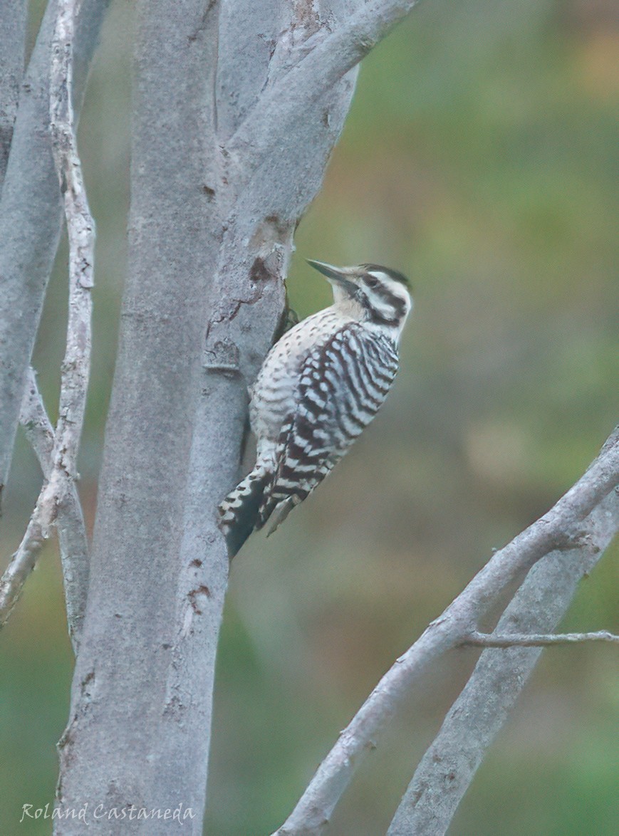 Ladder-backed Woodpecker - ML614352656