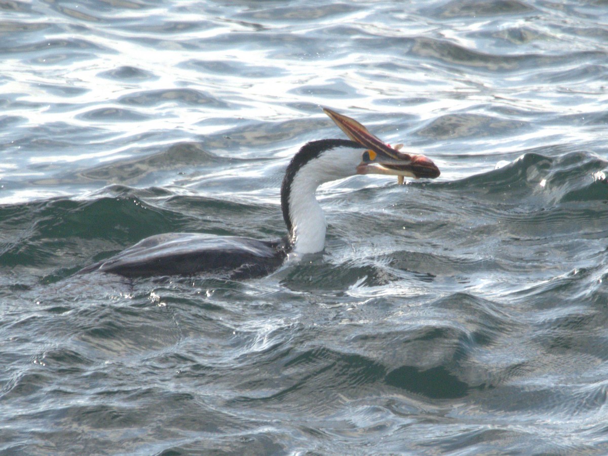 Pied Cormorant - hannah deau