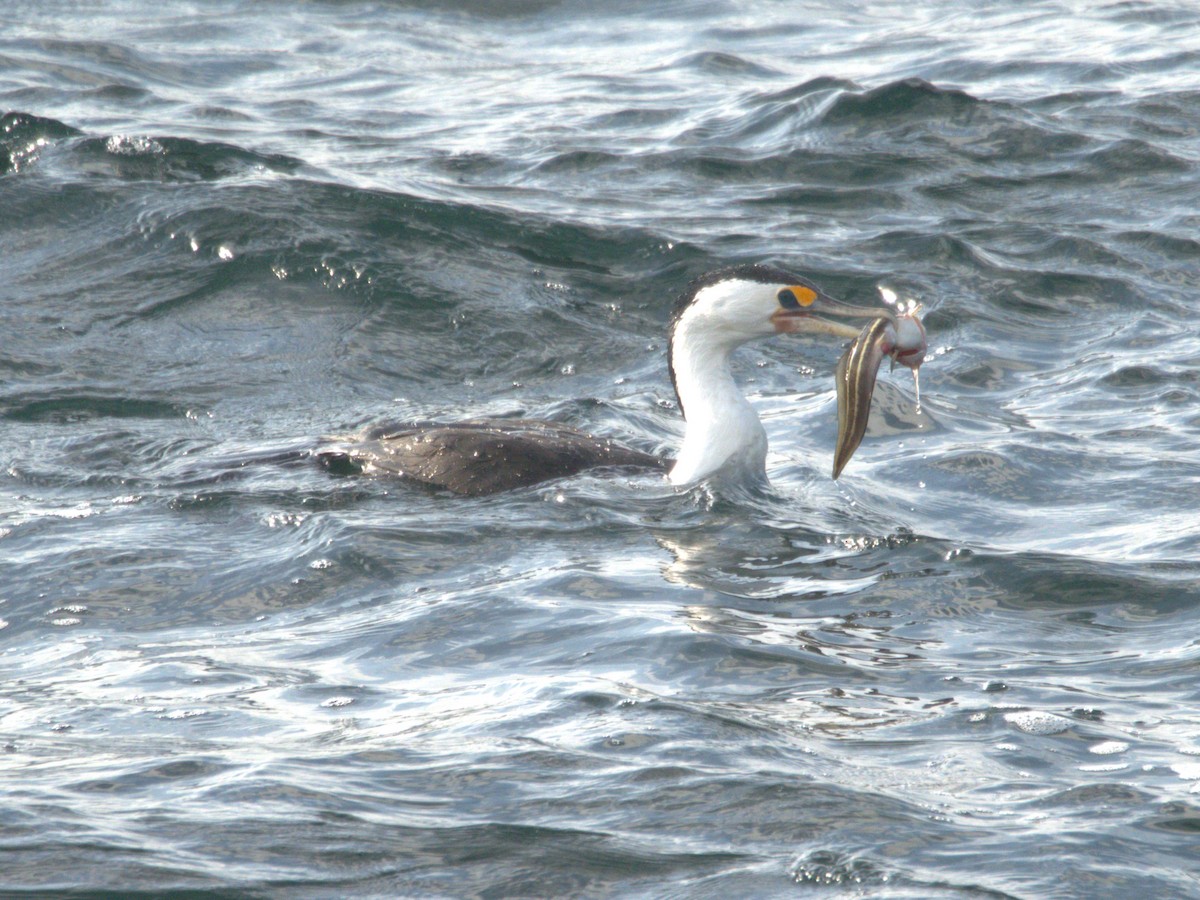 Pied Cormorant - hannah deau