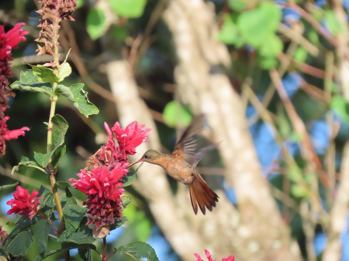 Cinnamon Hummingbird - ML614352670