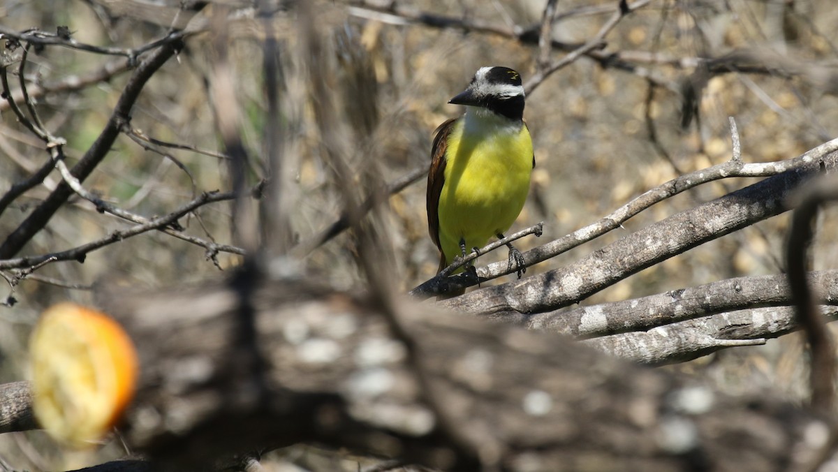 Great Kiskadee - ML614352687