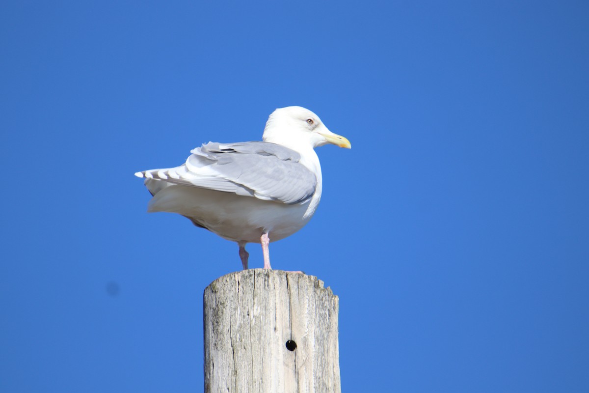 Iceland Gull - Monica Nichols