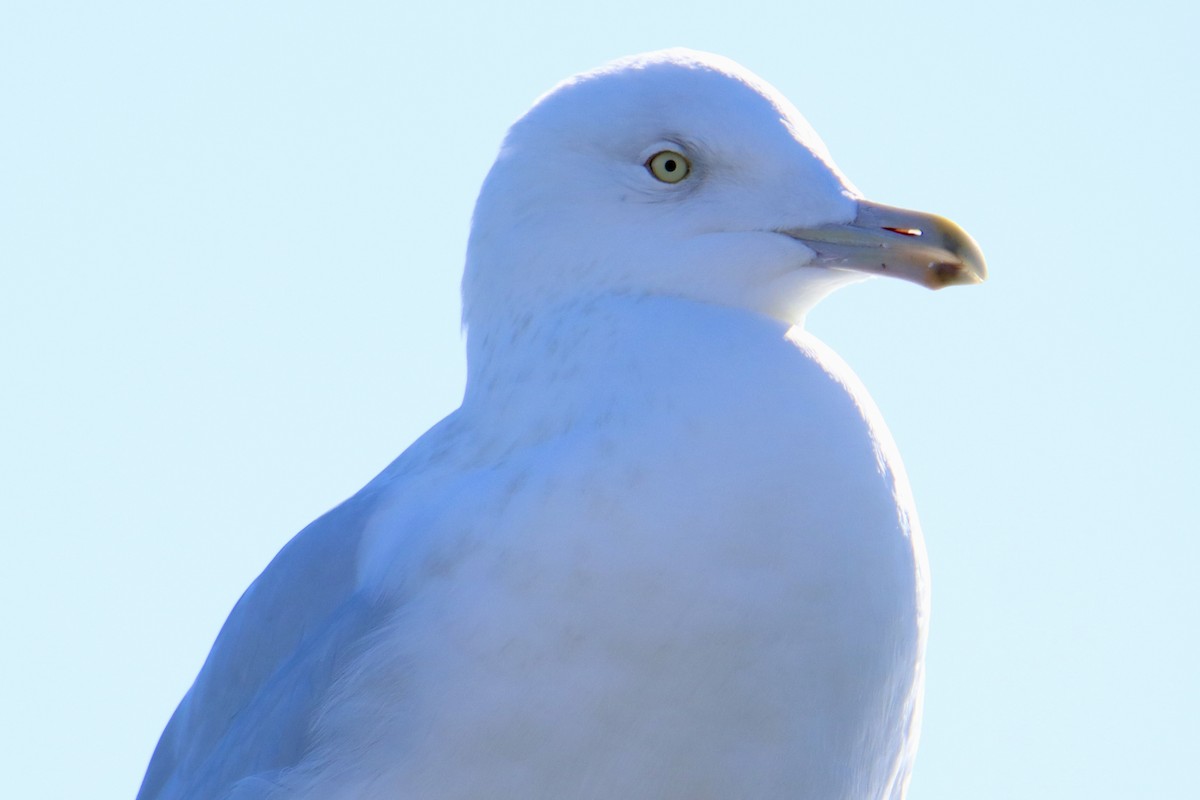 Glaucous Gull - Monica Nichols