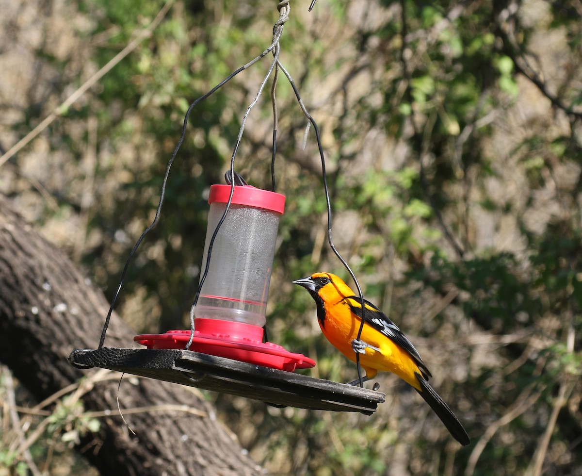 Altamira Oriole - ML614352700