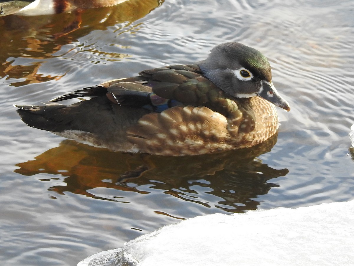 kachnička karolínská - ML614352792