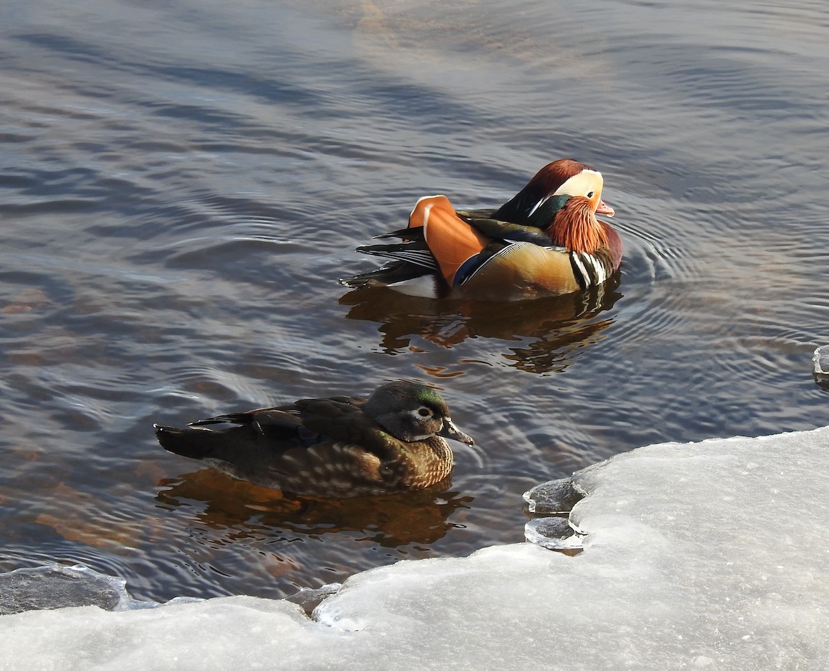 kachnička karolínská - ML614352793