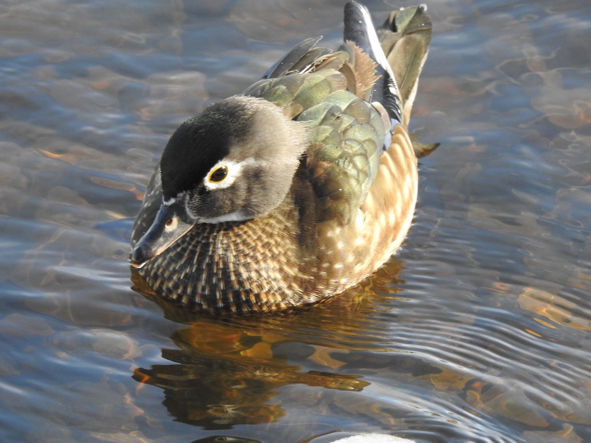 kachnička karolínská - ML614352794