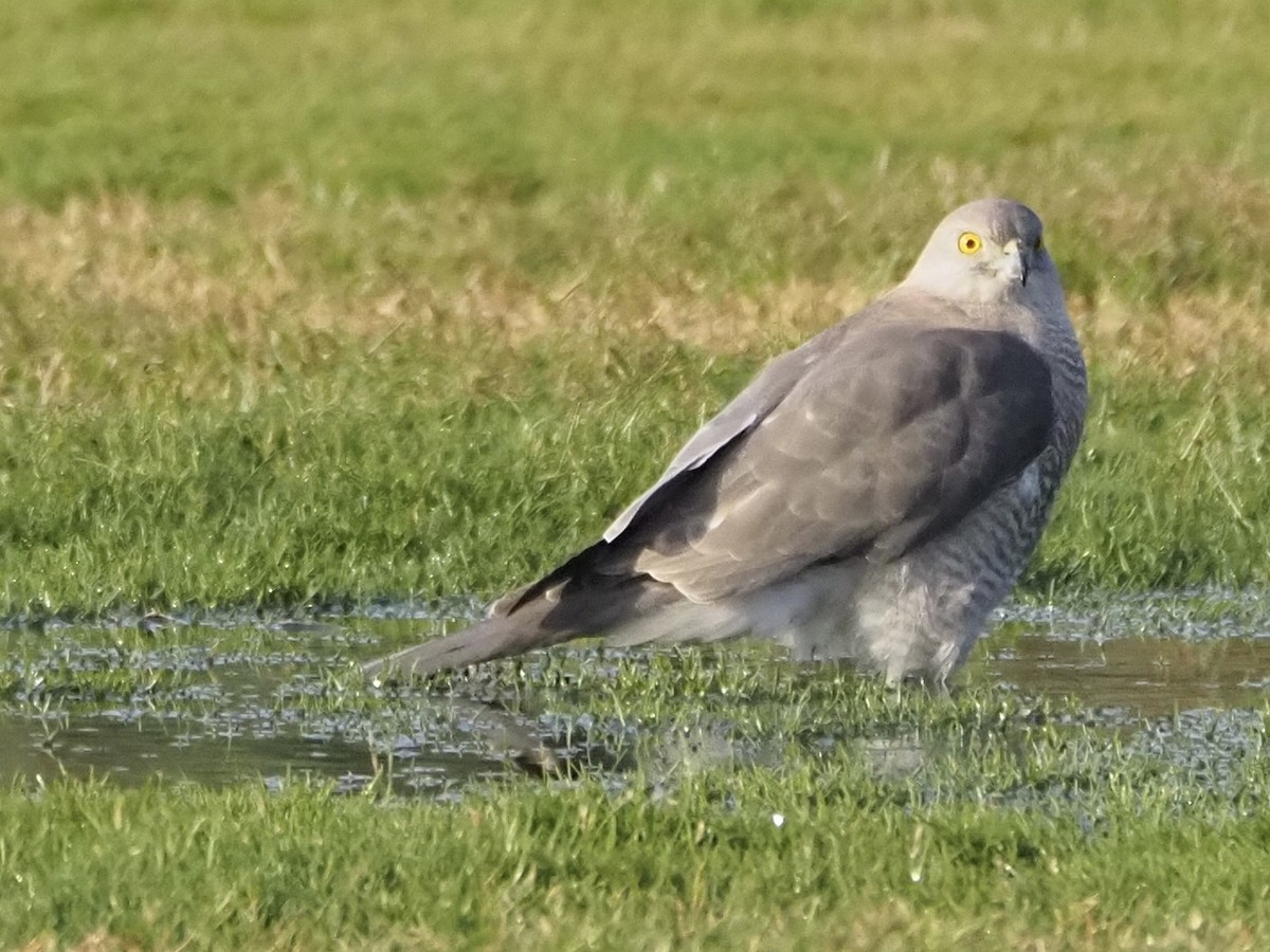 Shikra - ML614352797