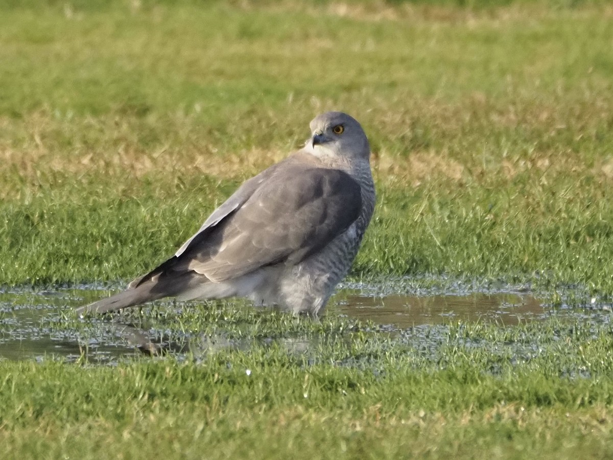 Shikra - ML614352798