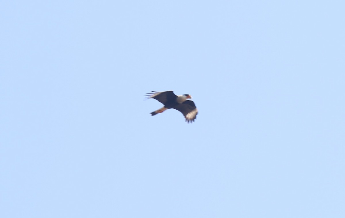 Crested Caracara - ML614352829