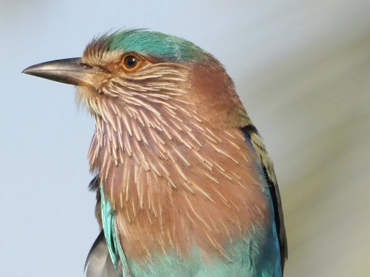 Indian Roller - ML614352867