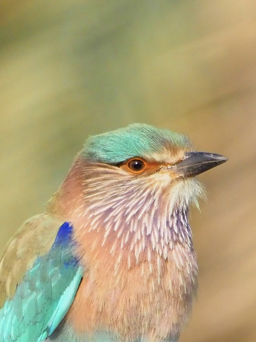 Indian Roller - ML614352868