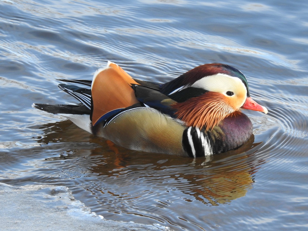 kachnička mandarínská - ML614352877