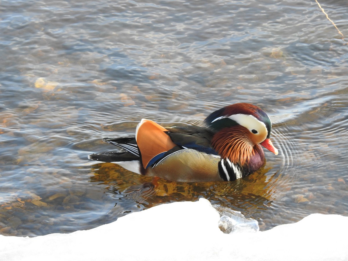 kachnička mandarínská - ML614352878