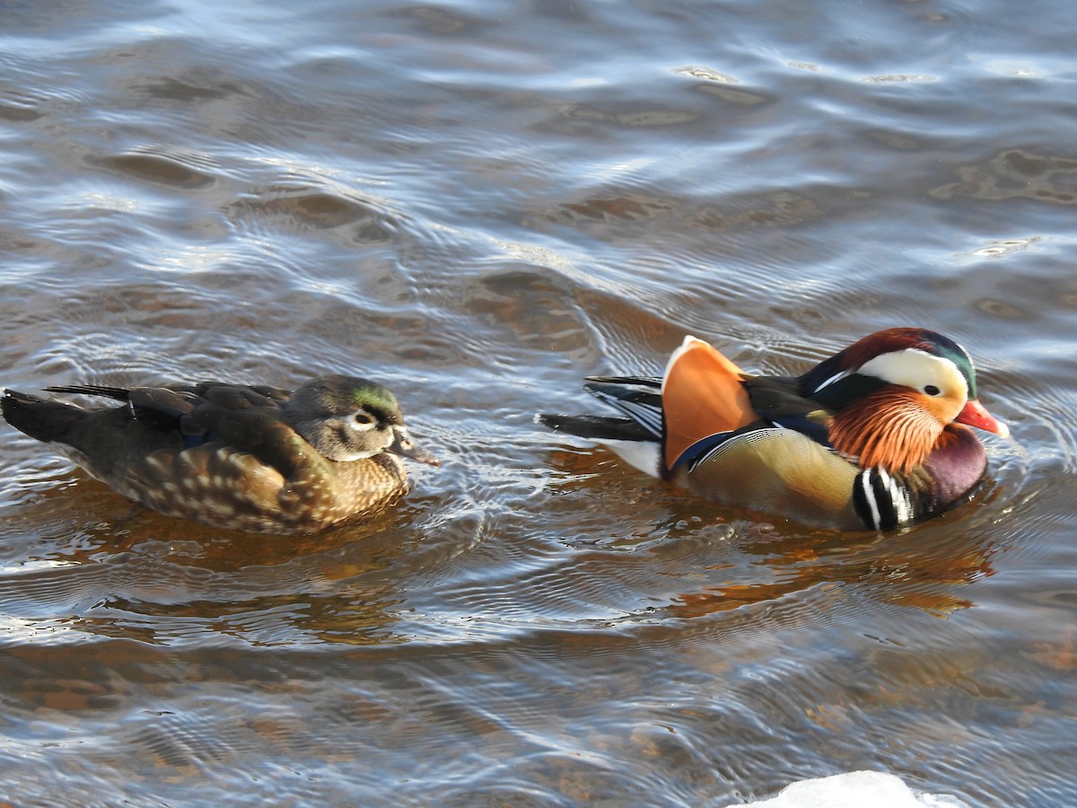 kachnička mandarínská - ML614352879