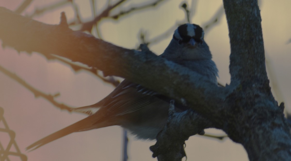 Porsuk Serçesi - ML614352899