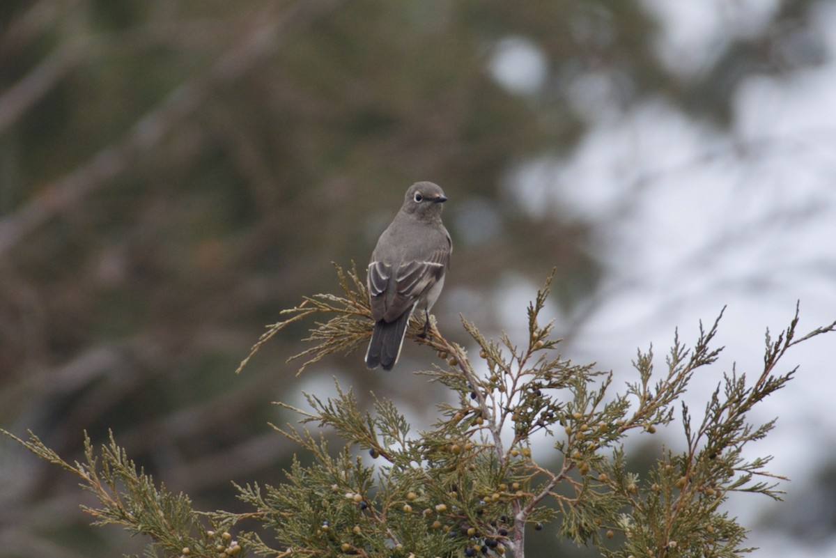 Townsend's Solitaire - ML614352905