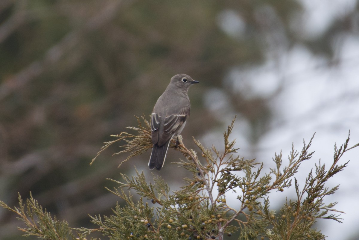 Townsend's Solitaire - ML614352913