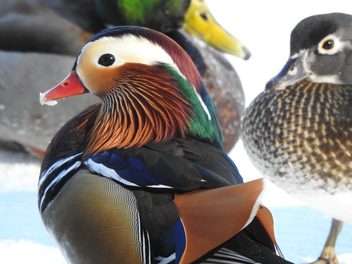 kachnička mandarínská - ML614352925