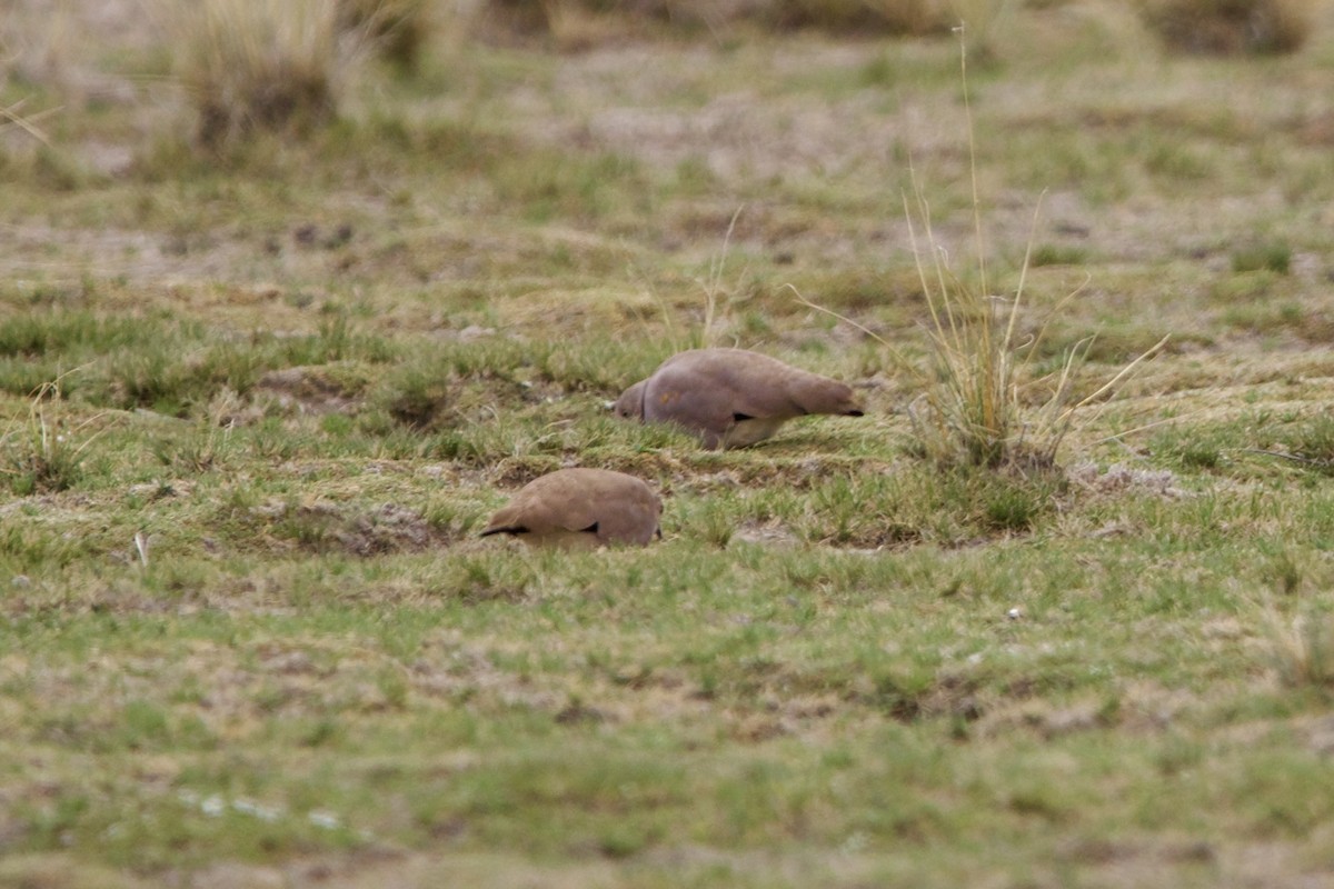 Golden-spotted Ground Dove - ML614352965