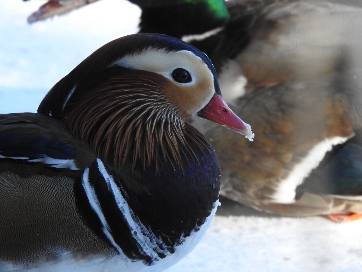 kachnička mandarínská - ML614352973