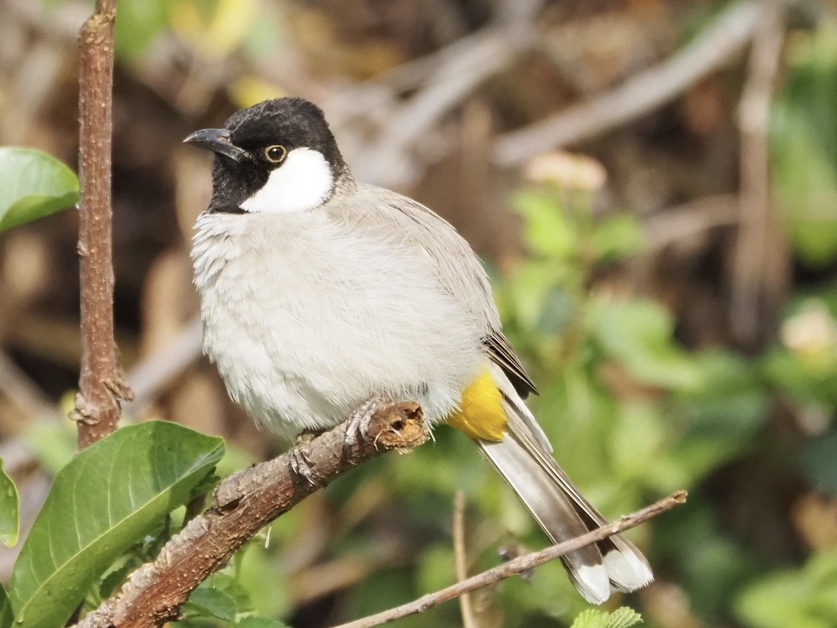White-eared Bulbul - ML614352978